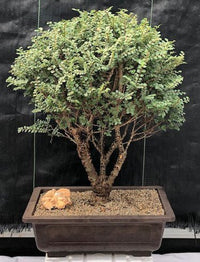 Elm Bonsai Starter Seiju (Ulmus parvifolia) - Ladybird Nursery
