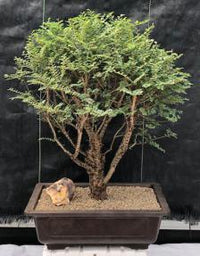 Elm Bonsai Starter Seiju (Ulmus parvifolia) - Ladybird Nursery
