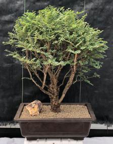 Elm Bonsai Starter Seiju (Ulmus parvifolia) - Ladybird Nursery