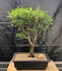 Elm Seiju (Ulmus parvifolia) - Ladybird Nursery