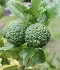 Dwarf Kaffir Lime 330mm (PICKUP ONLY) - Ladybird Nursery