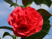 Camellia Kramers Supreme (Camellia japonica)