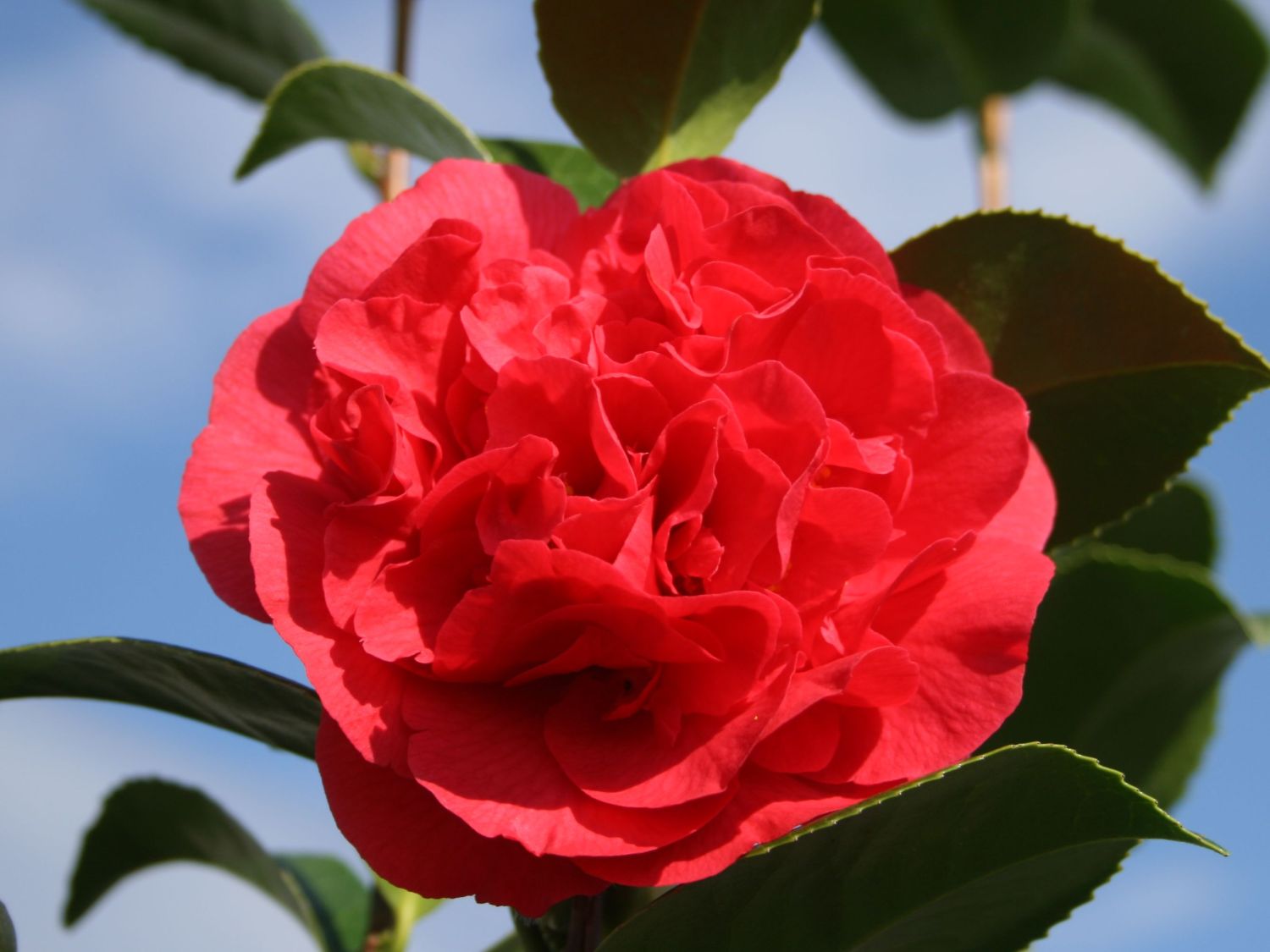 Camellia Kramers Supreme (Camellia japonica) - Ladybird Nursery
