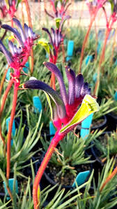 Kangaroo Paw Celebrations Jazz (Anigozanthos)