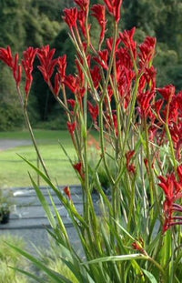Kangaroo Paw 'Bush Fury' (Anigozanthos) - Ladybird Nursery