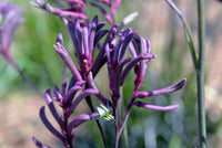 Kangaroo Paw 'Bush Merlot' (Anigozanthos)