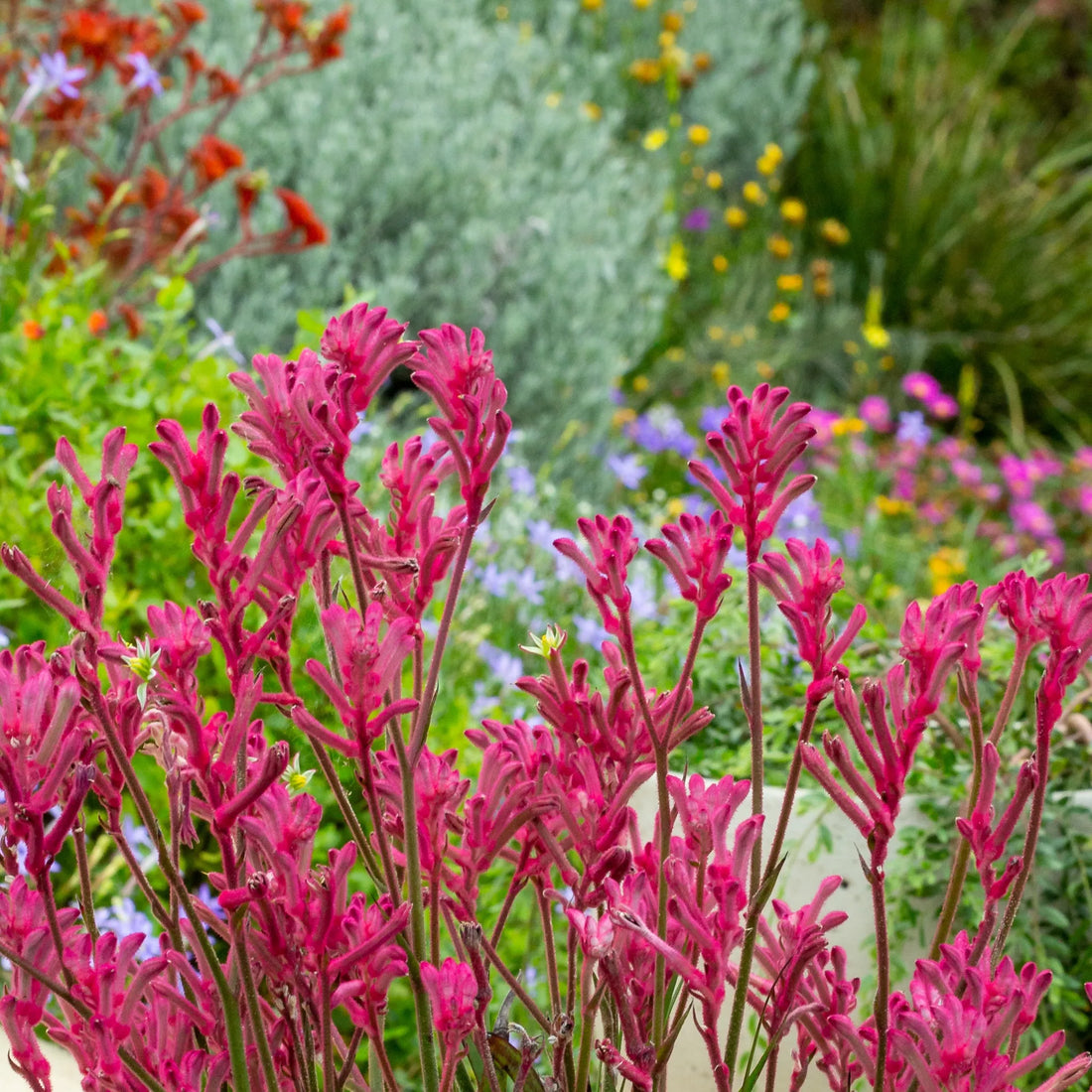 Kangaroo Paw 'Pink Beauty' (Anigozanthos) - Ladybird Nursery