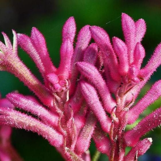 Kangaroo Paw 'Pink Beauty' (Anigozanthos) - Ladybird Nursery