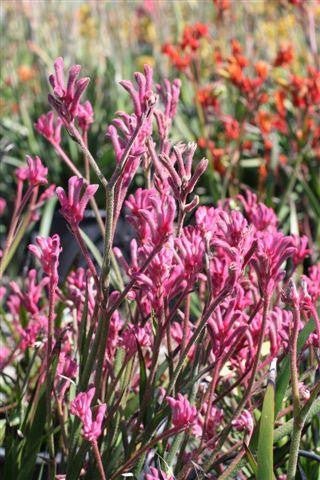 Kangaroo Paw 'Pink Beauty' (Anigozanthos) - Ladybird Nursery