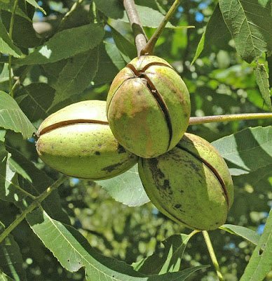 Pecan Apache (B) - Ladybird Nursery