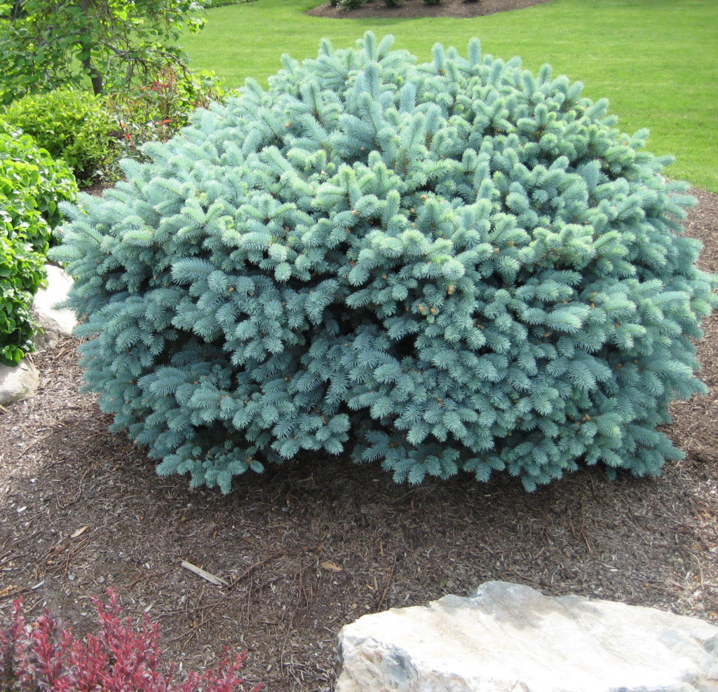 Blue Spruce Montgomery (Picea pungens)