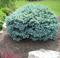 Blue Spruce Montgomery (Picea pungens)
