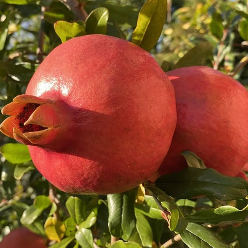 Pomegranate 'Kazake' - Ladybird Nursery