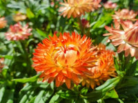 Paper Daisy 'Peachy Keen' (Bracteantha) - Ladybird Nursery