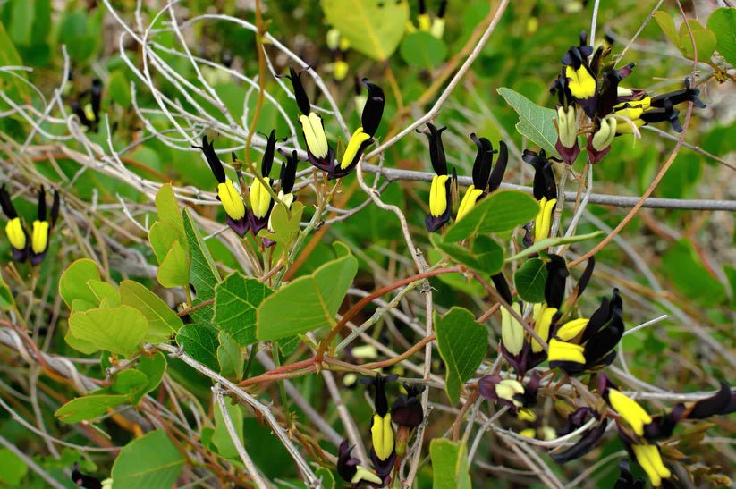 Black Kennedia (Kennedia nigricans) - Ladybird Nursery