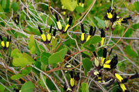 Black Kennedia (Kennedia nigricans)