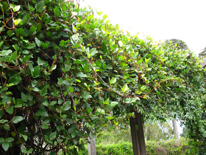 Black Kennedia (Kennedia nigricans)