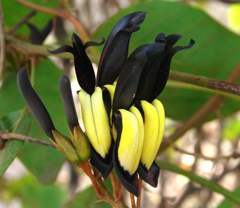 Black Kennedia (Kennedia nigricans) - Ladybird Nursery