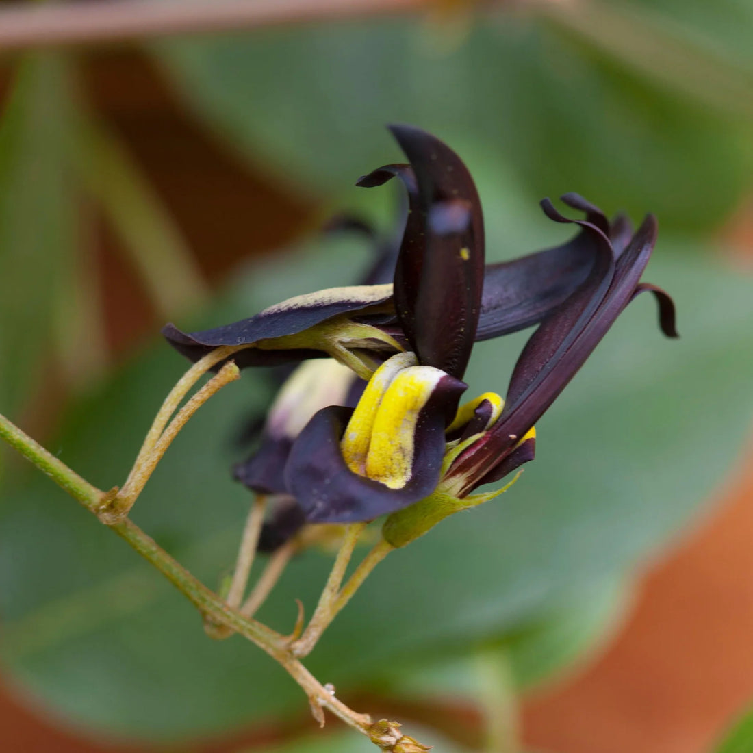 Black Kennedia (Kennedia nigricans) - Ladybird Nursery