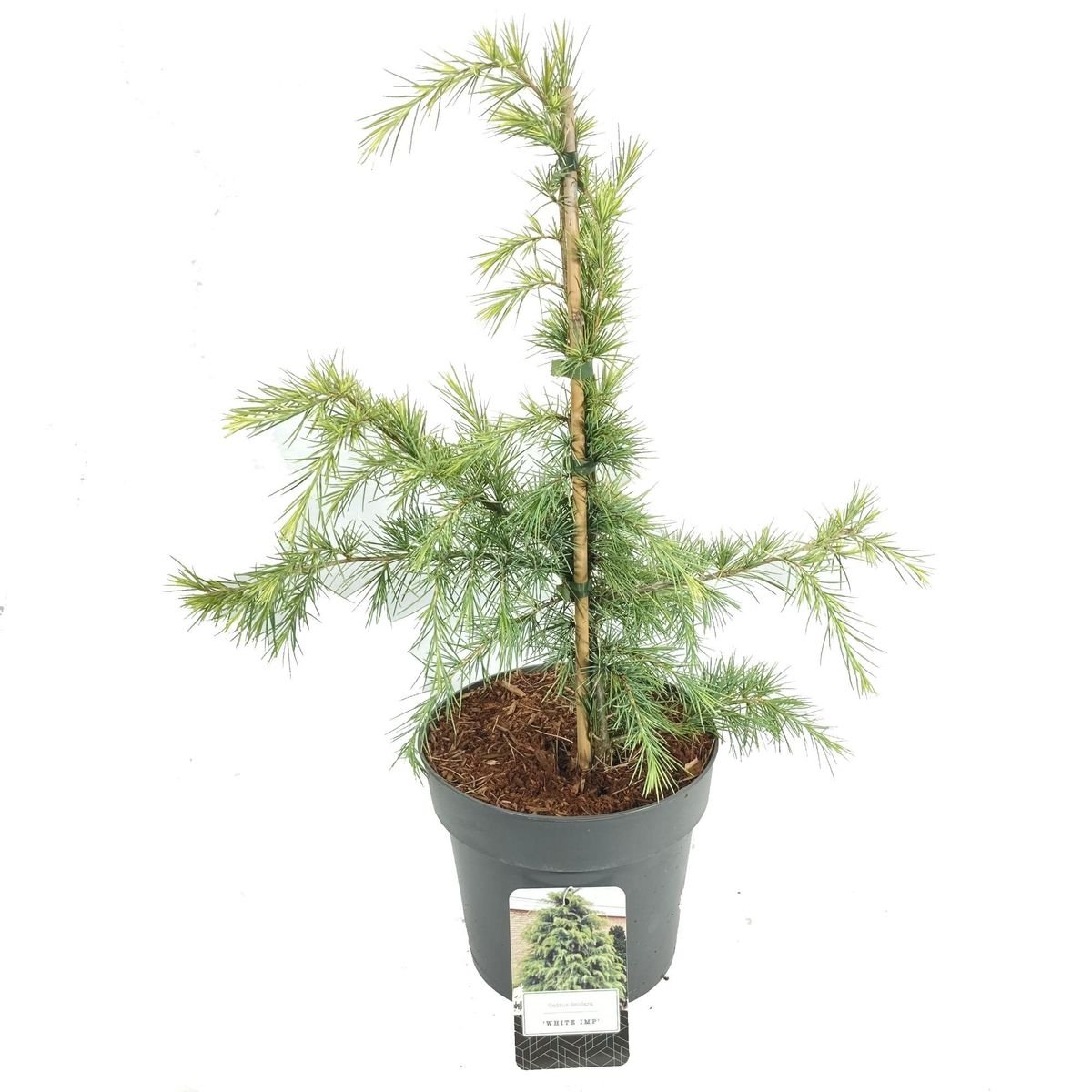 Deodar Cedar White Imp (Cedrus deodara) - Ladybird Nursery