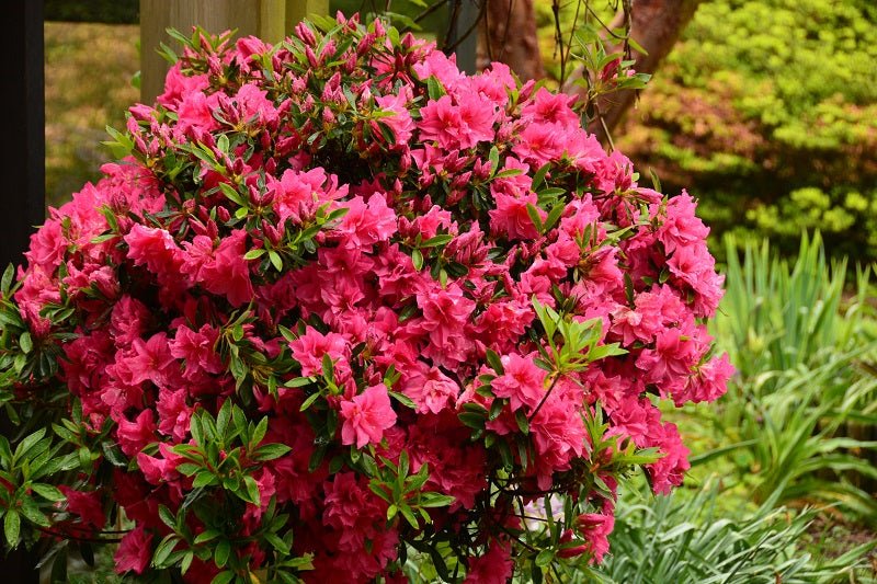 Azalea Rose King - Ladybird Nursery