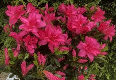 Azalea Rose King - Ladybird Nursery