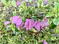 Bougainvillea ‘Kini' (Bougainvillea Bambino™) - Ladybird Nursery