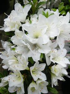 Azalea indica Mrs Kint White