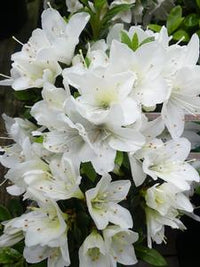 Azalea indica Mrs Kint White