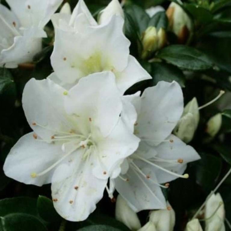 Azalea indica Mrs Kint White - Ladybird Nursery