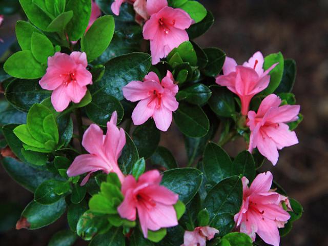 Azalea kurume Kirin - Ladybird Nursery