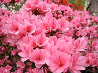 Azalea kurume Kirin - Ladybird Nursery