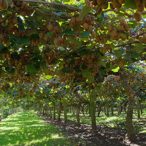 Kiwi Fruit Dexter Female