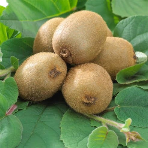 Kiwi Fruit Dexter Female