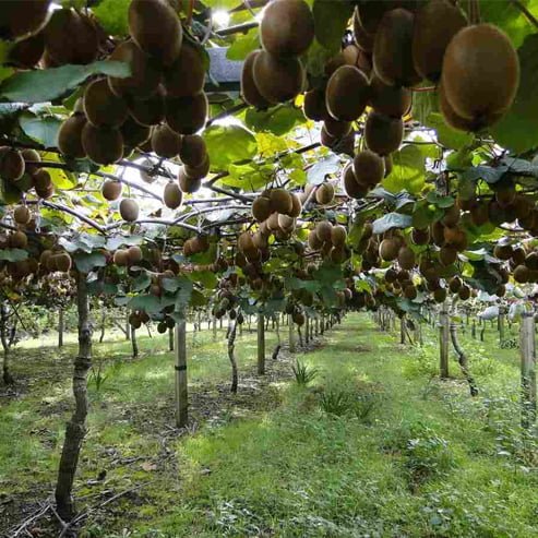 Kiwifruit 'Hayward' Female - Medium