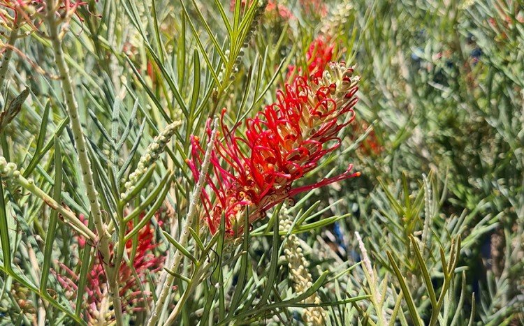 Grevillea 'Karijini Moon' - Ladybird Nursery