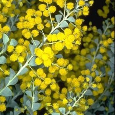 Knife Leaf Wattle (Acacia cultriformis) - Ladybird Nursery
