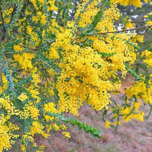 Knife Leaf Wattle (Acacia cultriformis) - Ladybird Nursery