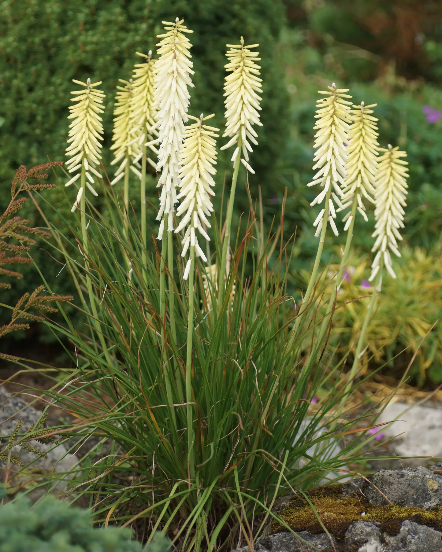Red Hot Poker Maid (Kniphofia Little)