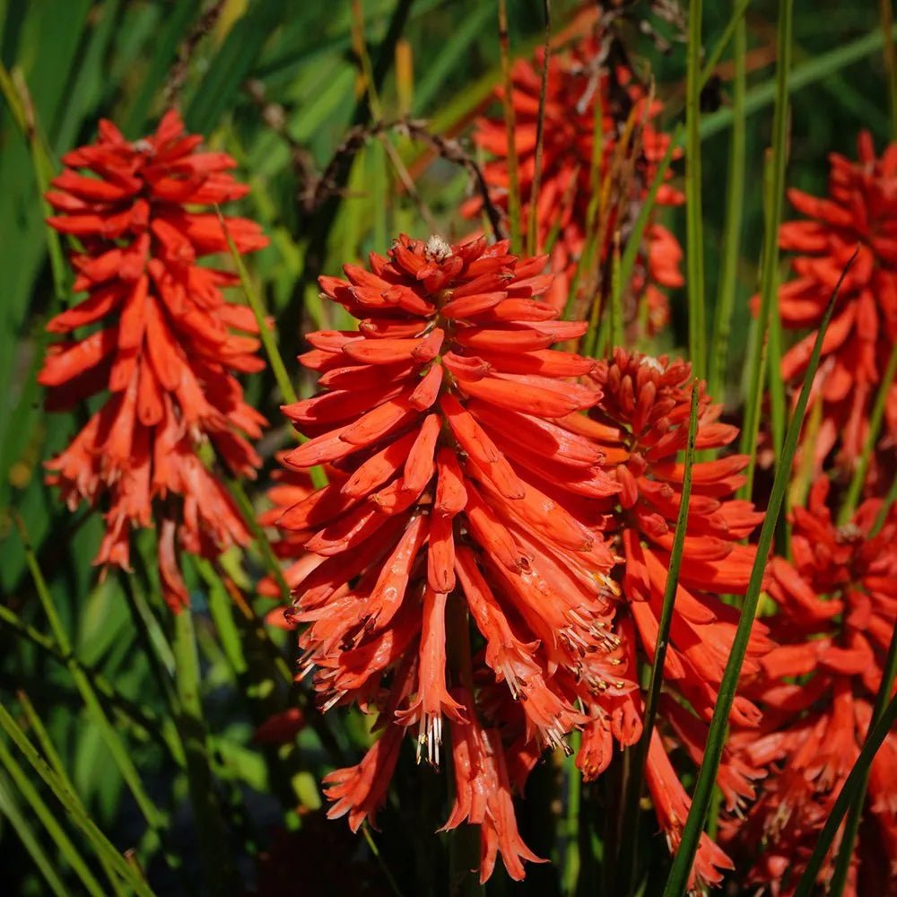 Red Hot Poker Poco (Kniphofia asphodelaceae) - Ladybird Nursery