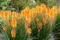 Red Hot Poker Poco Yellow (Kniphofia asphodelaceae)