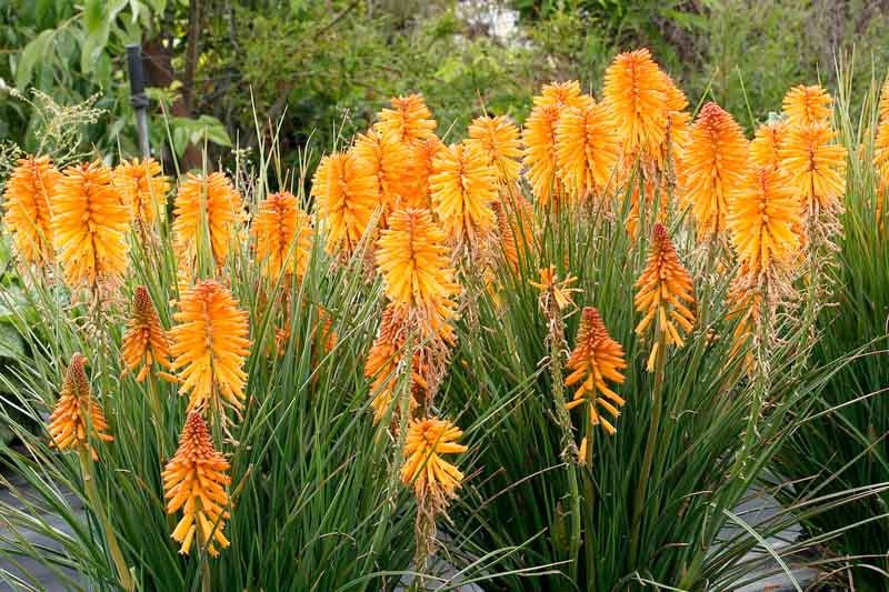 Red Hot Poker Poco Yellow (Kniphofia asphodelaceae) - Ladybird Nursery