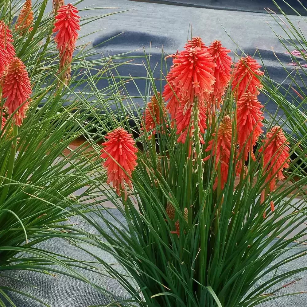 Red Hot Poker Poco (Kniphofia asphodelaceae) - Ladybird Nursery