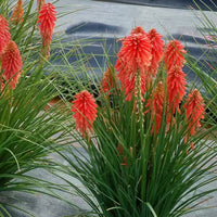 Red Hot Poker Poco (Kniphofia asphodelaceae) - Ladybird Nursery