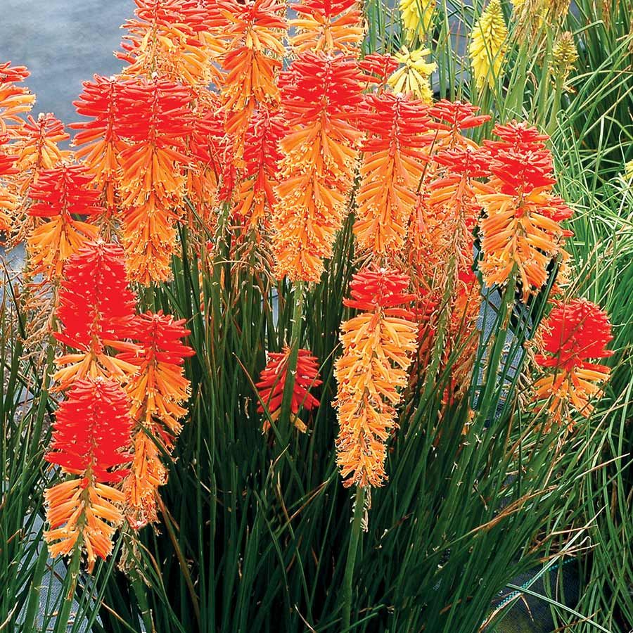 Red Hot Poker Poco Sunset (Kniphofia asphodelaceae)