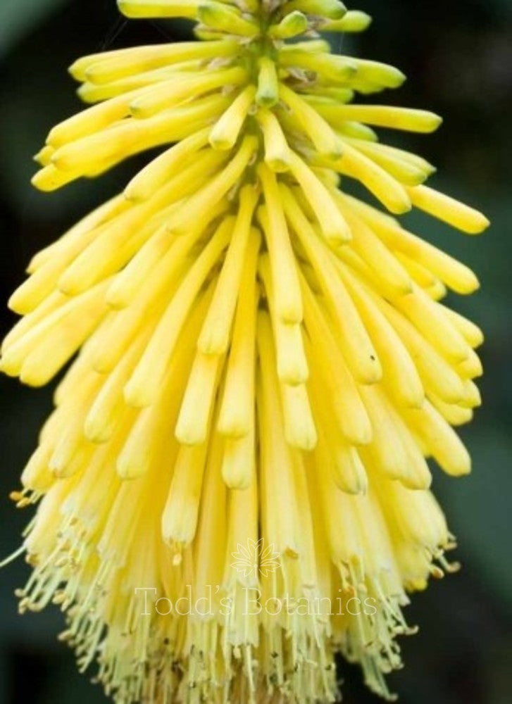 Red Hot Poker Poco Yellow (Kniphofia asphodelaceae)