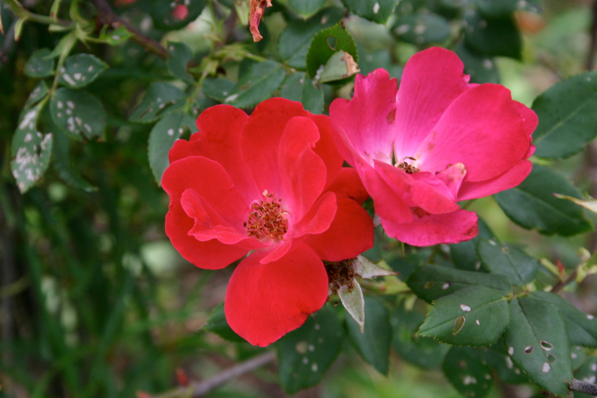 Rose Knockout (Rosa)