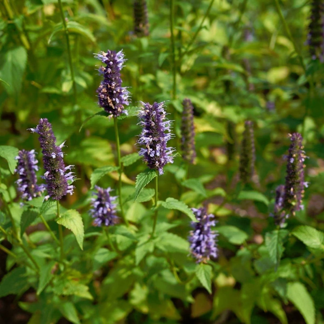 Korean Mint (Agastache rugosa) - Ladybird Nursery