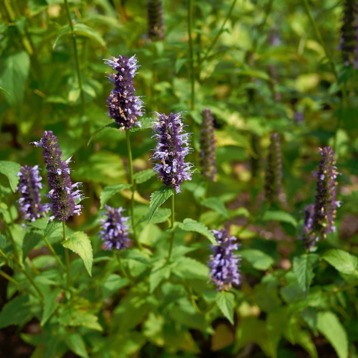 Korean Mint (Agastache rugosa) - Ladybird Nursery