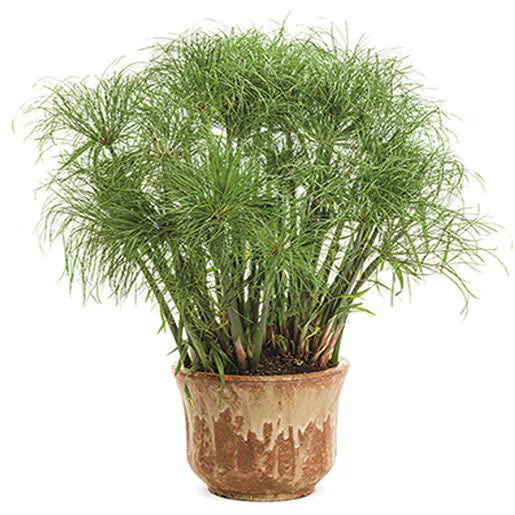 Dwarf Papyrus nanus (Cyperus papyrus)